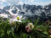 39 Anemone narcissino con le 'Piccole Dolomiti Scalvine'
